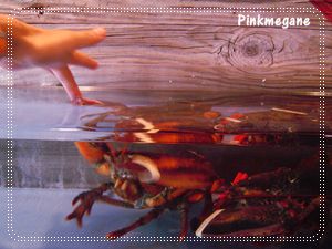 lobster4.JPG